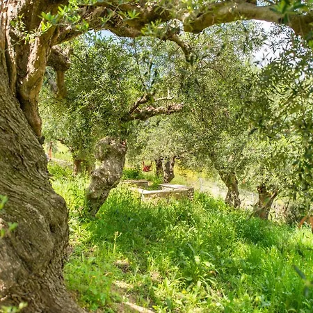 Hakuna Matata Holidays Agalia With Airco & Pool In Greek Olive Grove Lodge