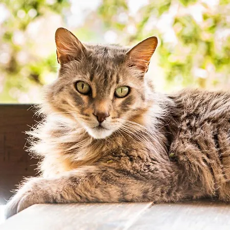 Hakuna Matata Holidays Agalia With Airco & Pool In Greek Olive Grove Jaktstuga *