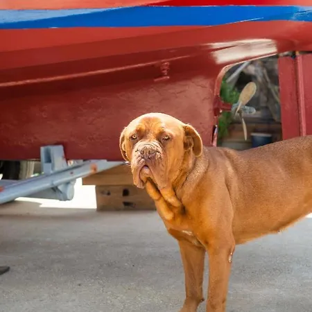 Hakuna Matata Holidays Agalia With Airco & Pool In Greek Olive Grove *