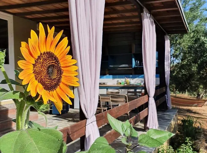 Hakuna Matata Holidays Agalia With Airco & Pool In Greek Olive Grove