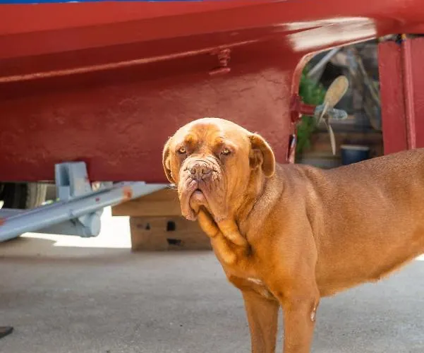 Hakuna Matata Holidays Agalia With Airco & Pool In Greek Olive Grove *