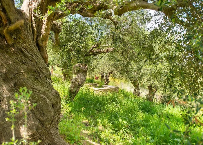 Hakuna Matata Holidays Agalia With Airco & Pool In Greek Olive Grove Jaktstuga