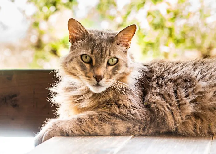 Hakuna Matata Holidays Agalia With Airco & Pool In Greek Olive Grove Alojamento de Turismo Selvagem *