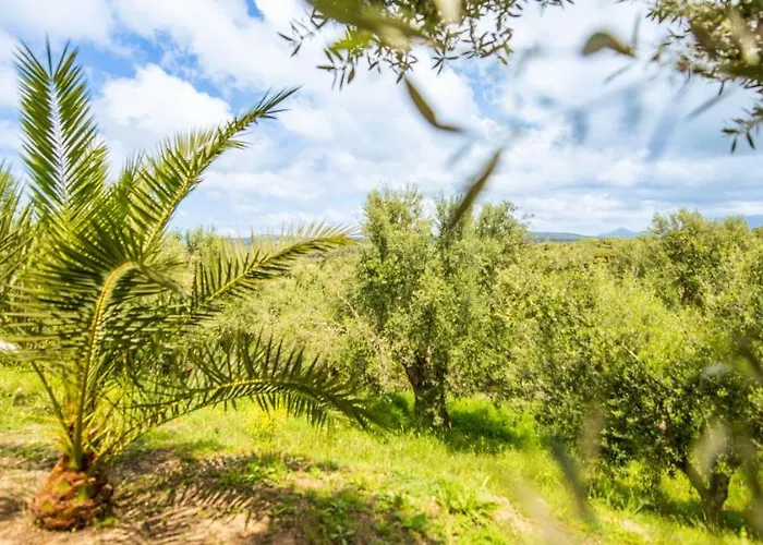 Alojamento de Turismo Selvagem Hakuna Matata Holidays Agalia With Airco & Pool In Greek Olive Grove